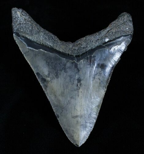 Inch Megalodon Tooth - Sharp Serrations & Tip #3534